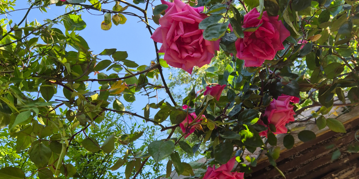 Roses growing